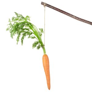 Carrot on a stick isolated on white